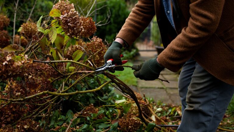 Hortensiaen bør ikke klippes om høsten og gjør du det mister du hele neste års blomstring