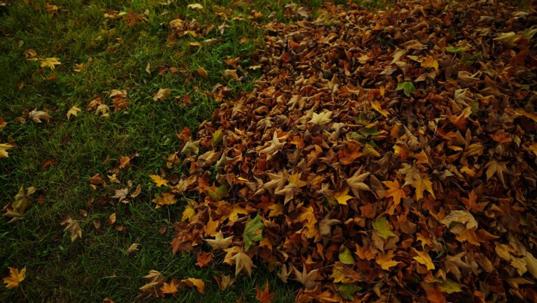 Mange lar løvet ligge på plenen utover høsten og gresset kveles lenge før snøen kommer
