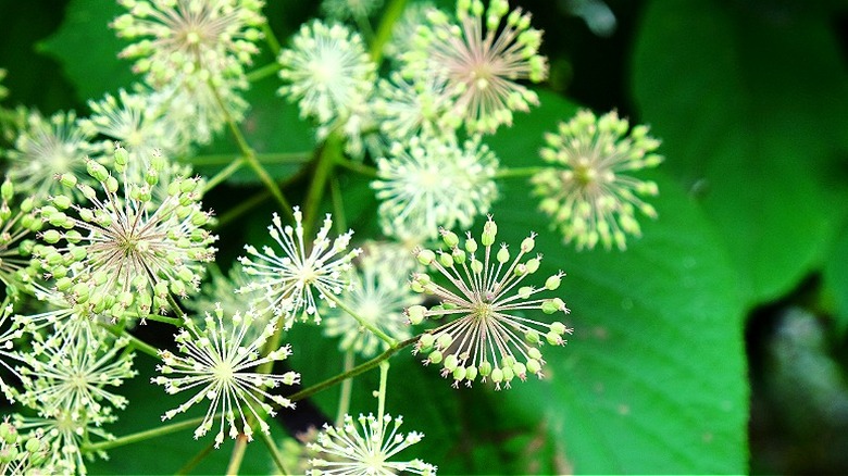 Blomsterparaplyer og frøhoder på Aralia cordata 'Sun King'