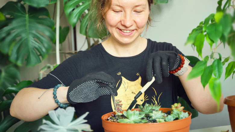 En smilende kvinne planter sukkulenter i gammel pottejord inne i en oransje plastkasse.