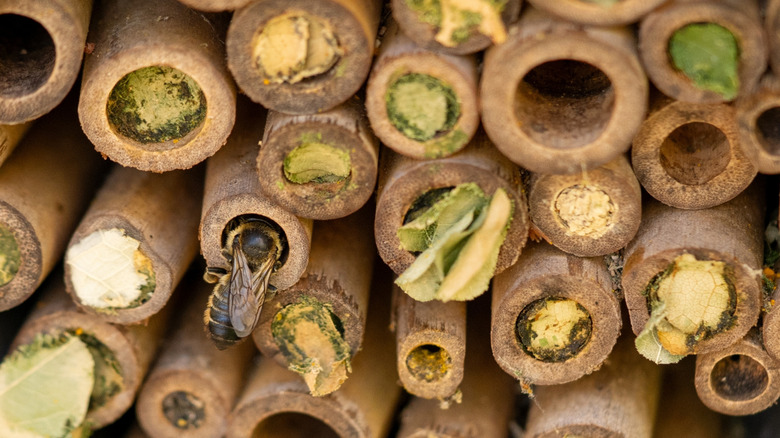 bie bruker DIY bug hotel