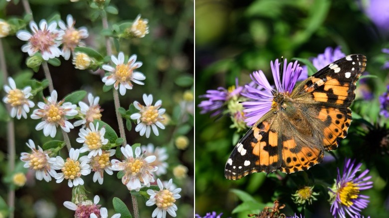 Delt bilde viser et nærbilde av calico aster blomstrer til venstre og en sommerfugl som spiser fra en New England aster blomst til høyre