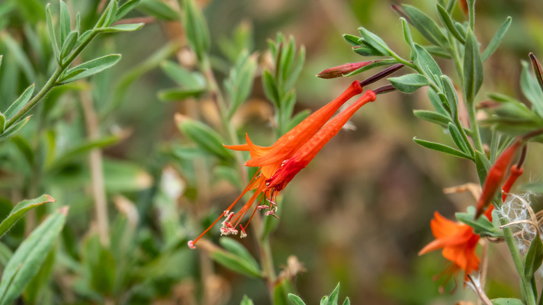 nærbilde på California fuchsia blomst