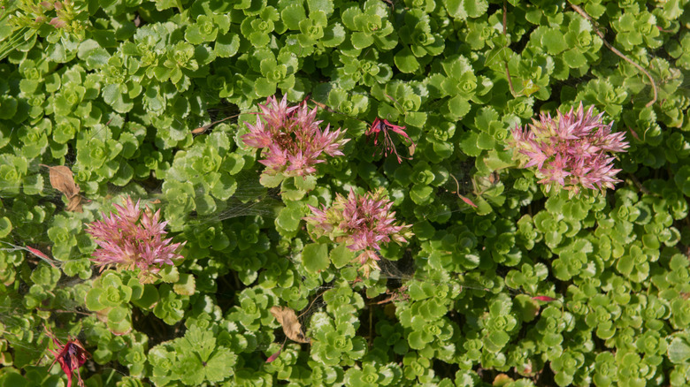 Piggete rosa blomster dukker opp fra en seng av limegrønne rosetter.