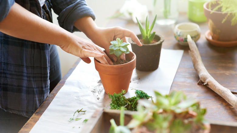 Beskåret bilde av en kvinne som planter sukkulente planter i potter ved et bord.