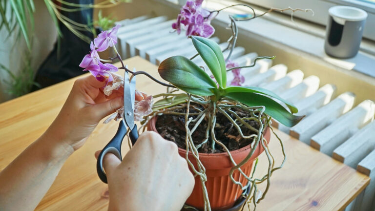 Hengende orkideer? Denne lille daglige handlingen kan skade blomstringen deres
