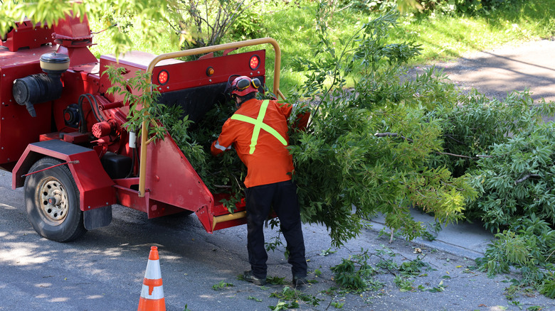 En arborist mater tregrener til en flishugger.
