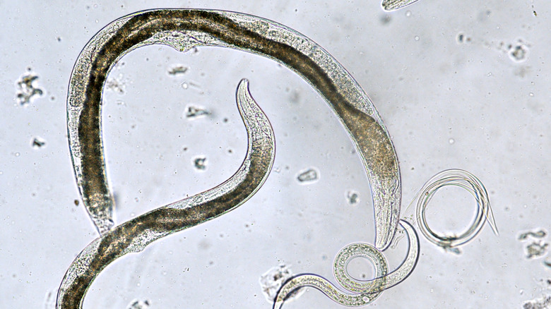 Mikroskopvisning av nyttige nematoder