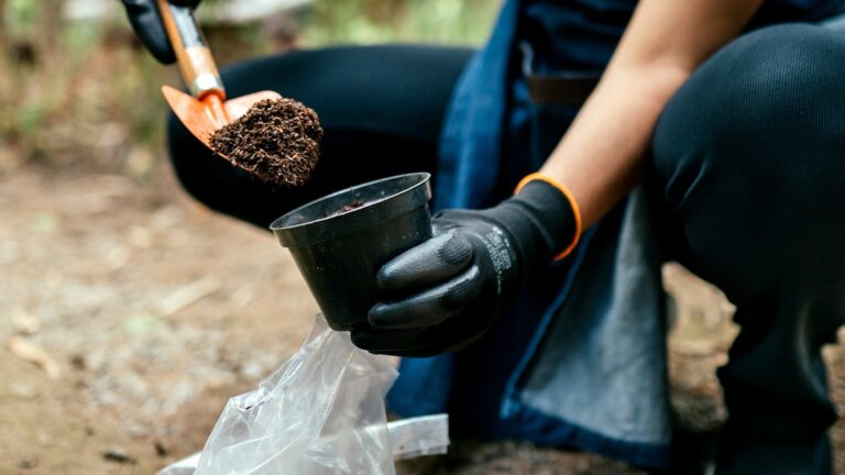 Ikke sjasmin, ikke roser: Den gammeldagse hvite blomsten til hagen din som lukter epler
